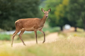 Selbstklebende Fototapeten Red deer in richmond park © AB Photography