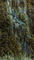 Fototapeta na wymiar Parede de pedra com plantas congeladas