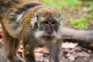 Affe