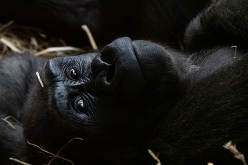 Affe