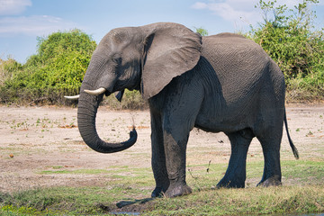 African elephant portrait in Chobe park safari, Zimbabwe, Africa