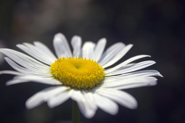 Daisy flower on dark background