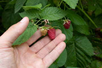 Raspberries in hand