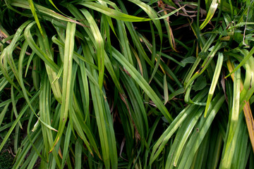 Just green, thick grass