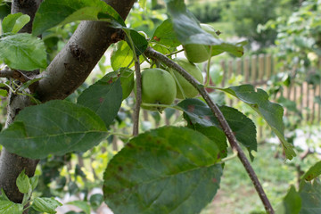 Green apples on the branches