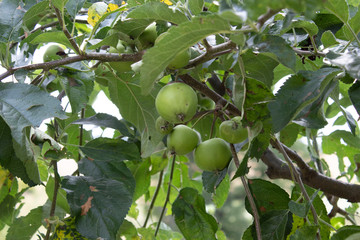 Green apples on the branches