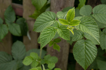 Raspberry bushes near old fence