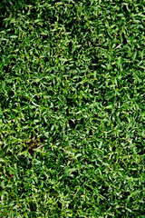 Green grass under sunlight