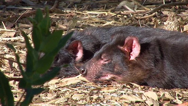 Tasmanian devils sit on the ground in Tasmania, Australia.