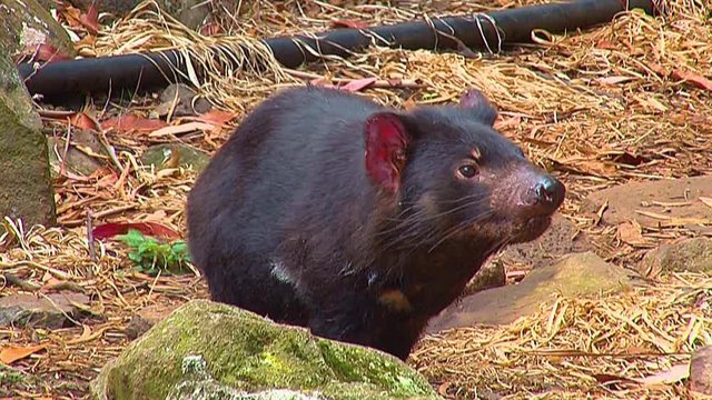 A Tasmanian Cevil looks around in Tasmania, Australia.