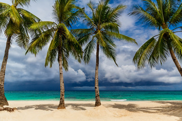Dream scene. Beautiful palms tree over white sand beach. Summer nature view.