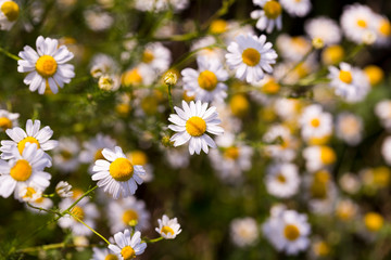 Tripleurospermum inodorum, wild chamomile, mayweed, false chamomile, and Baldr's brow, is the type species of Tripleurospermum.