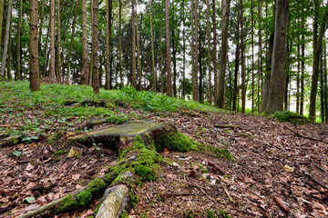 Waldlichtung mit hohen Baumstämmen, verwelktem Laub, Baumstumpf im Vordergrund 