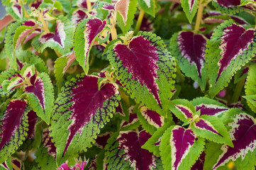 Closeup of purple coleus leaves in a public garden