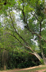 Ibirapuera