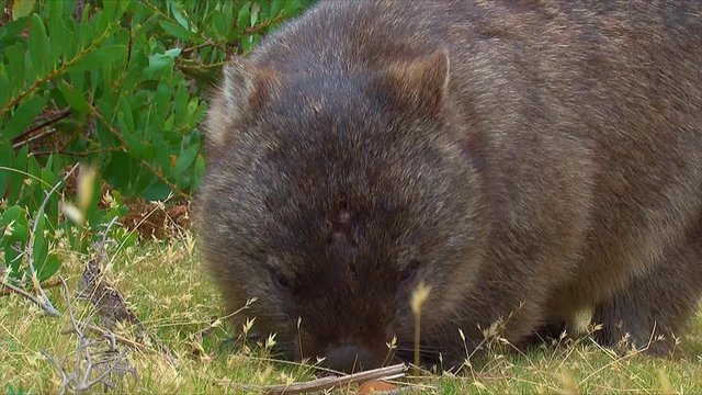 A wombat grazes on grass in Australia.
