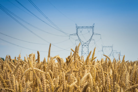 Pylons of Electricity power grid in wheat field