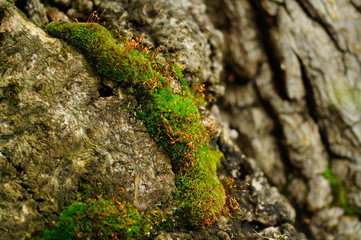 A clearing of green moss grown on an old stump close-up, on which bright orange sprouts sprouted.