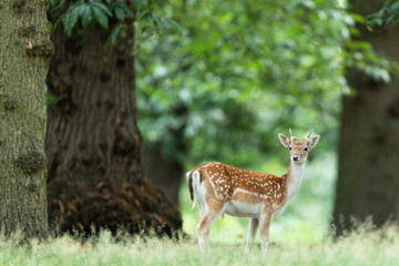 Fallow deer in richmond park
