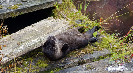 Otter