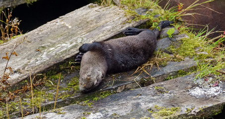 Otter