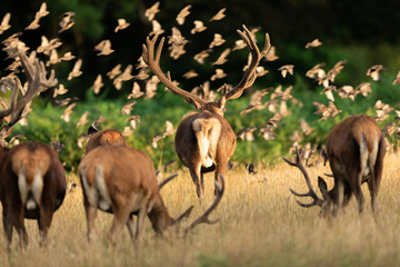 Fototapeta na wymiar Red deer in richmond park