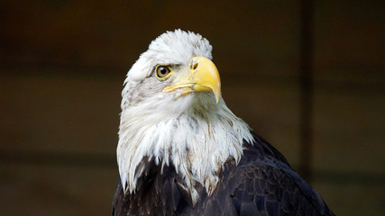 Bald eagle