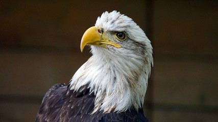 Obraz premium Bald eagle