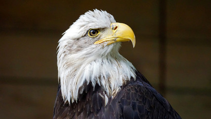 Bald eagle