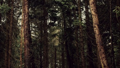 Obraz premium Sharp Forest