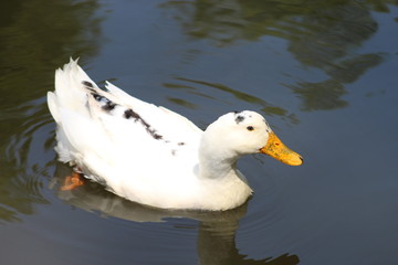 Patos al agua
