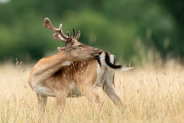 Fallow deer in richmond park
