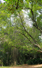 Fototapeta premium Ibirapuera