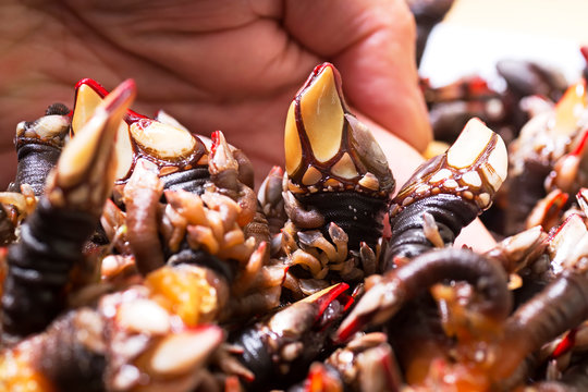 percebes fresh barnacles of Galicia , Spain