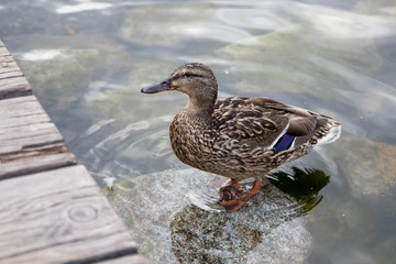 Detail of a wild duck standing on a stone in a lake by the shore with a wooden bridge.