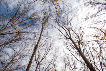 Arboles en el rio Lucainena en otoño