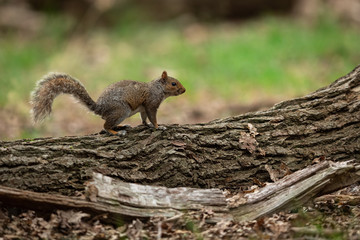 Gray Squirrel in the forest