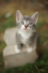 Fototapeta premium Small pale gray kitten with white spots, closeup portrait