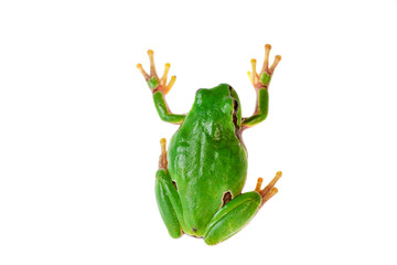 Green frog climbing on white background.