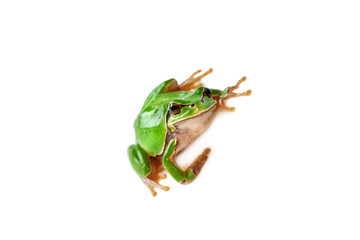 Green frog isolated on white background.