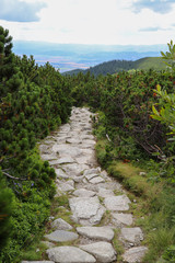 Fototapeta na wymiar A path made of stones and a small pine tree in the forest. High Tatras, Slovakia.