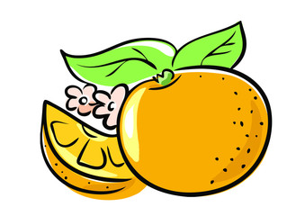 vector illustration of orange fruits