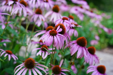 flower, garden, nature, flowers, pink, summer, plant, bloom, purple, field, spring, flora, echinacea, green, blossom, beauty, daisy, meadow, blooming, beautiful, yellow, cosmos, orange, colorful, red