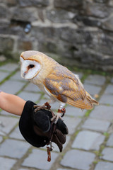 The beautiful owl (Tyto alba) sits on the hands of a falconer.