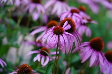 flower, garden, nature, flowers, pink, summer, plant, bloom, purple, field, spring, flora, echinacea, green, blossom, beauty, daisy, meadow, blooming, beautiful, yellow, cosmos, orange, colorful, red