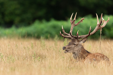 Naklejka na ściany i meble Red deer in richmond park