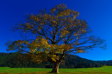 Fototapeta premium Baum