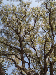 Fototapeta premium Ramas de Arbol