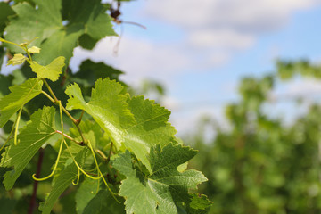 Beautiful grapes leaves in a vineyard. Vineyard background in summer.