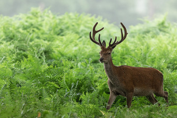 Red deer in richmond park